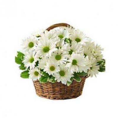 White Gerbera Basket