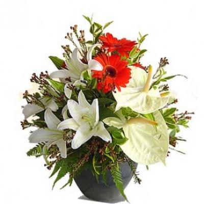 Anthurium, Gerbera & Lily Arrangement Anthurium, Gerbera & Lily Arrangement