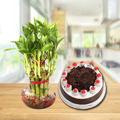 Lucky Bamboo With Black Forest Cake