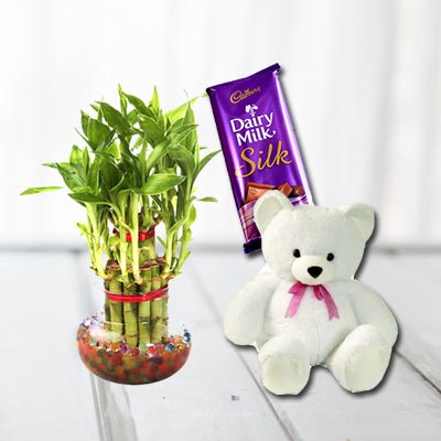 Lucky Bamboo, Cadbury Silk With Teddy Lucky Bamboo, Cadbury Silk With Teddy